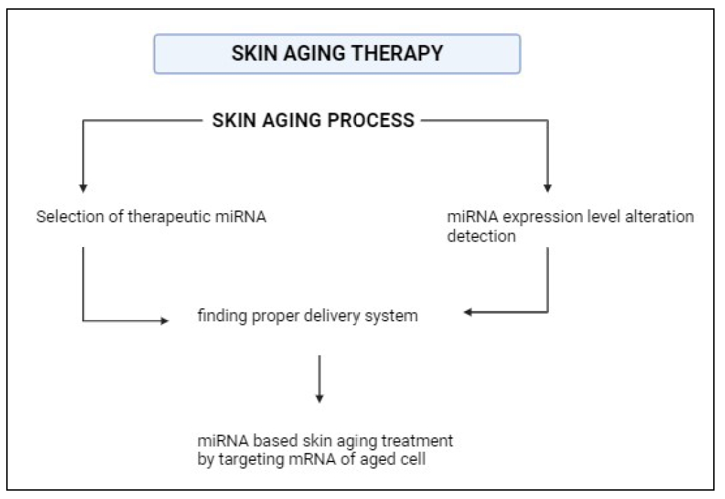 Role of microRNAs in skin aging and its potential therapeutic ...