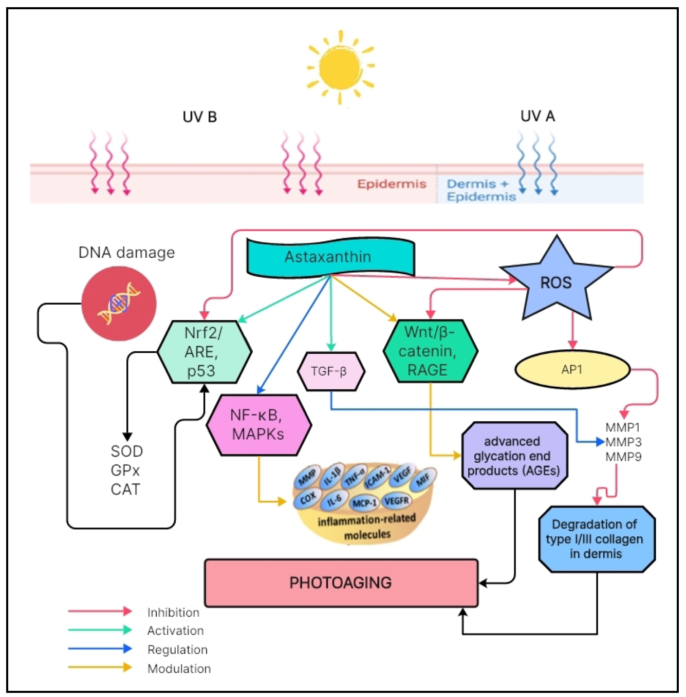 is astaxanthin more powerful than glutathione The potential of astaxanthin as a natural compound for decelerating skin  aging: an update review | Sariharyanti
