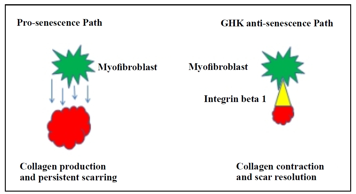 ghk-cu plasma levels age decline ng/ml GHK-Cu Cooper Peptide: The Complete Skin & Repair Guide (2026)