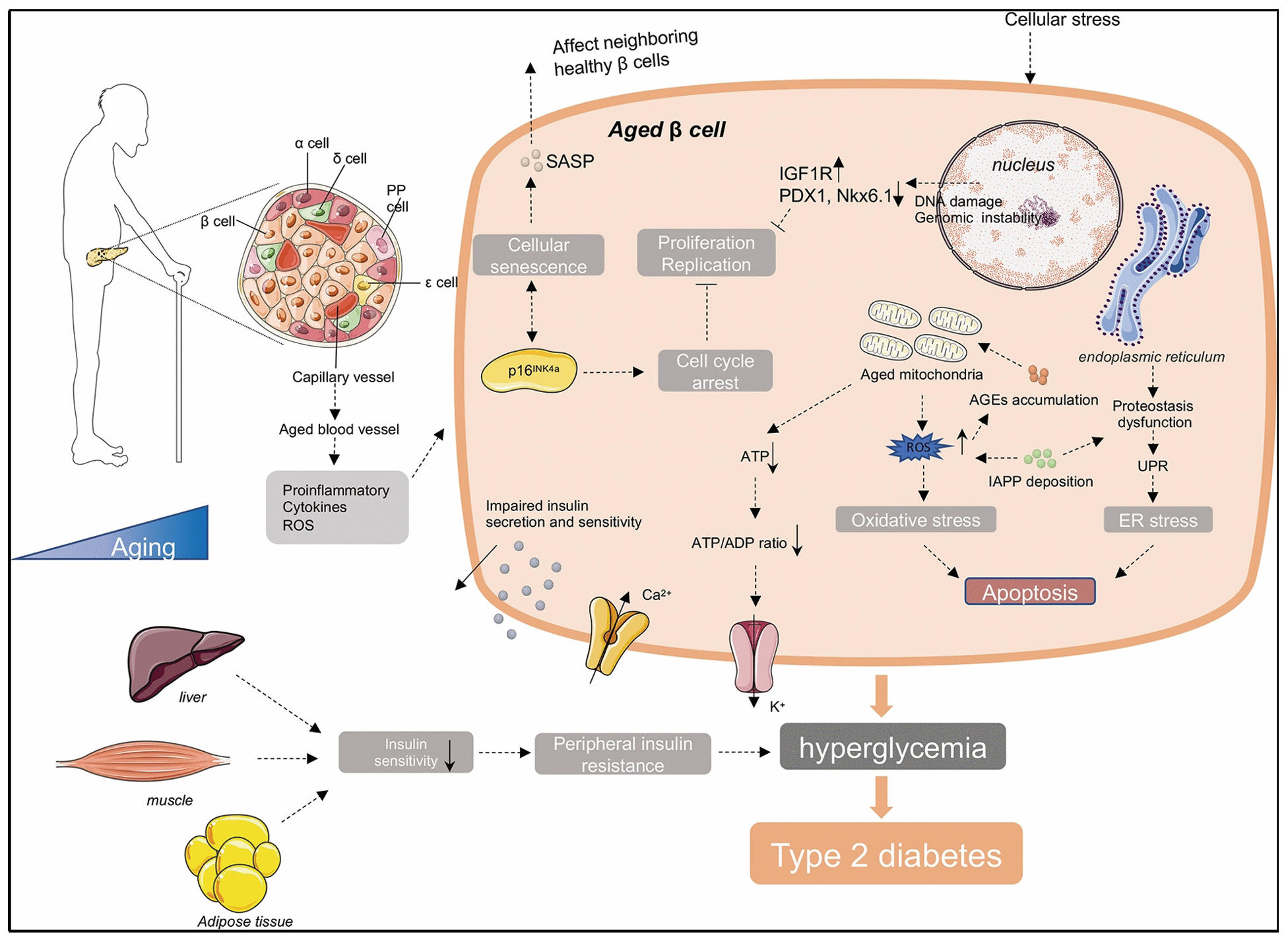 Accelerated biological ageing in type 2 diabetes mellitus: mechanistic ...