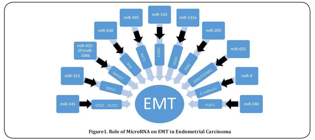 Figure1. Role of MicroRNA on EMT in Endometrial Carcinoma 