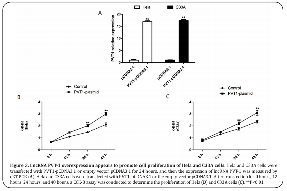 Figure 3. LncRNA PVT-1 overexpression appears to promote cell proliferation of Hela and C33A cells.