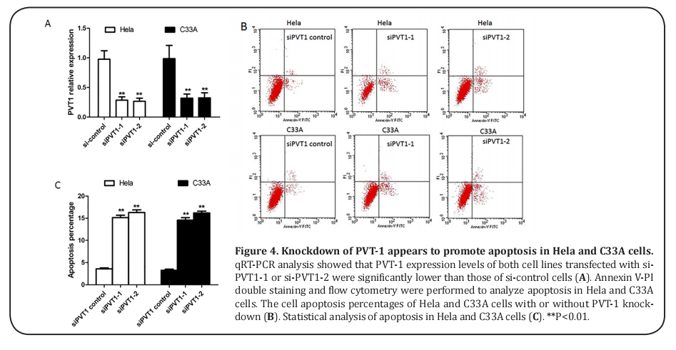 Figure 4. Knockdown of PVT-1 appears to promote apoptosis in Hela and C33A cells. 