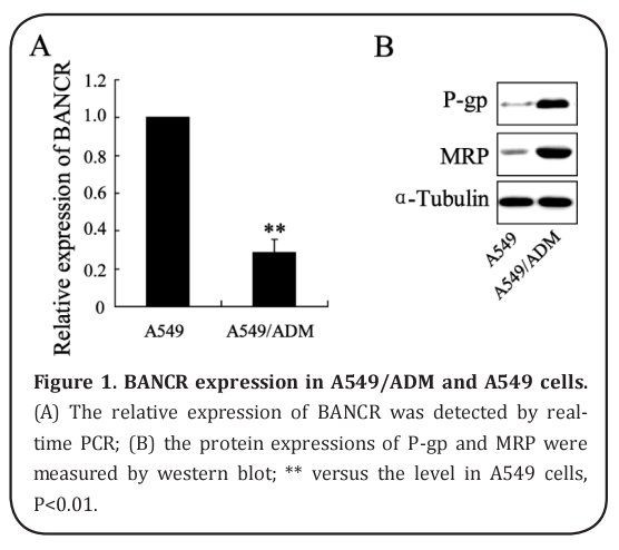 Figure 1. BANCR expression in A549/ADM and A549 cells.  