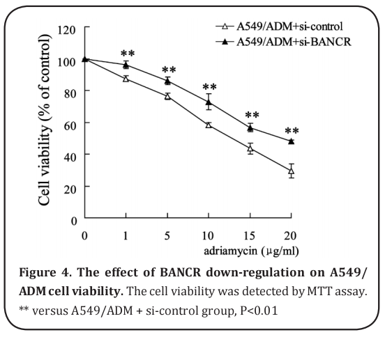 Figure 4. The effect of BANCR down-regulation on A549/
ADM cell viability.  