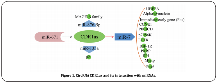 Figure 1. CircRNA CDR1as and its interaction with miRNA 