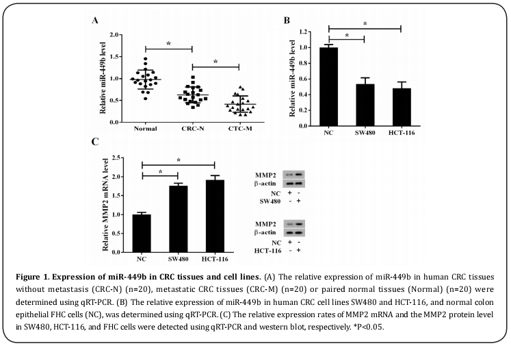 Figure 1. Expression of miR-449b in CRC tissues and cell lines. 