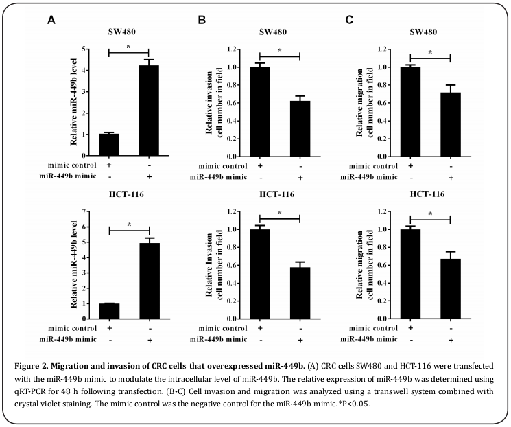 Figure 2. Migration and invasion of CRC cells that overexpressed miR-449b.