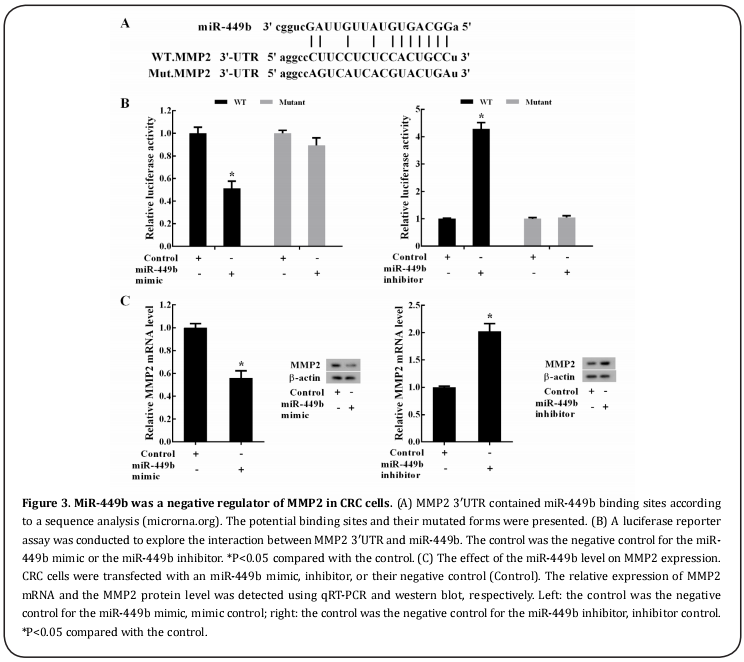 Figure 3. MiR-449b was a negative regulator of MMP2 in CRC cells.