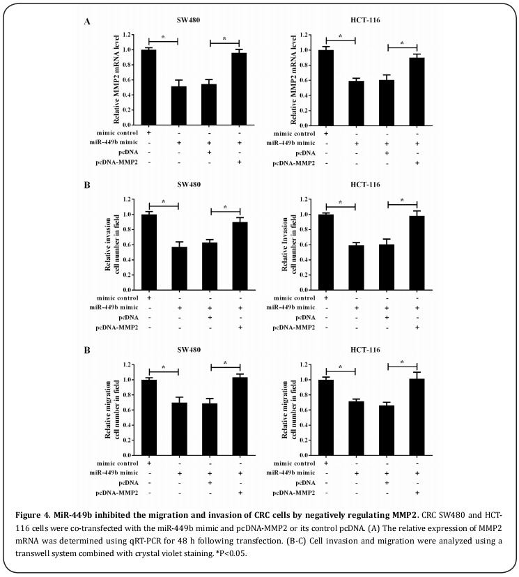 Figure 4. MiR-449b inhibited the migration and invasion of CRC cells by negatively regulating MMP2