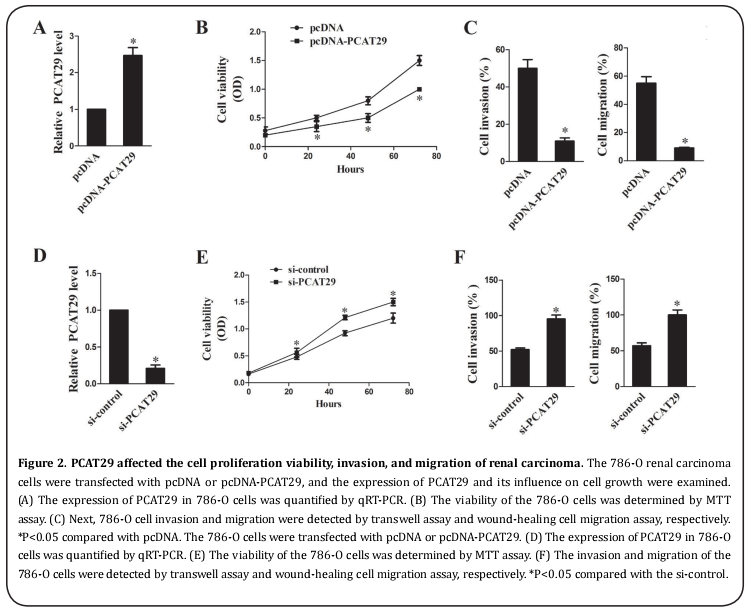 Figure 2. PCAT29 affected the cell proliferation viability, invasion, and migration of renal carcinoma. 