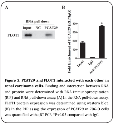 Figure 3. PCAT29 and FLOT1 interacted with each other in 
renal carcinoma cells.