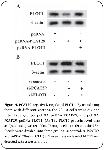 Figure 4. PCAT29 negatively regulated FLOT1.