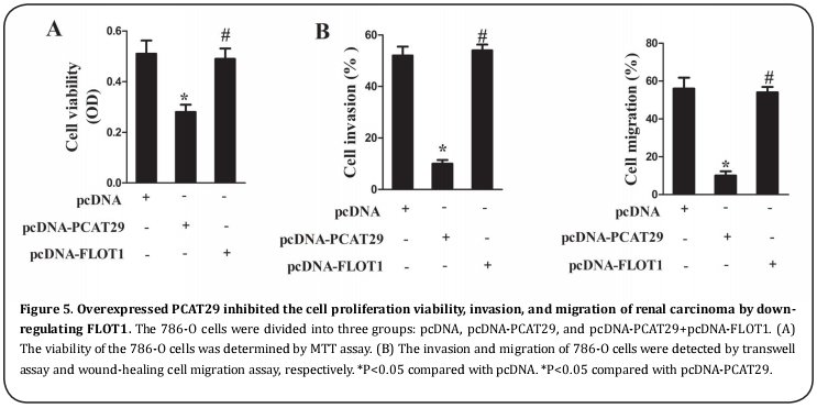 Figure 5. Overexpressed PCAT29 inhibited the cell proliferation viability, invasion, and migration of renal carcinoma by downregulating FLOT1. 