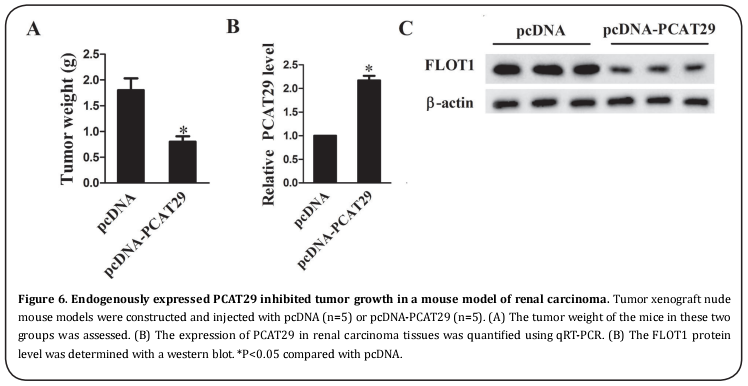 Figure 6. Endogenously expressed PCAT29 inhibited tumor growth in a mouse model of renal carcinoma
